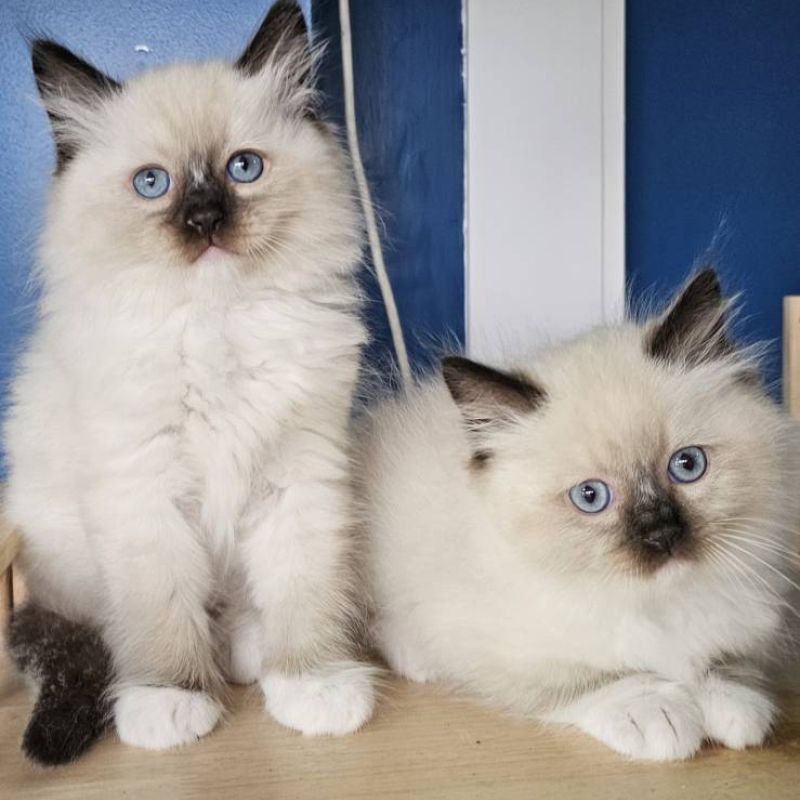 Seal point mitted male ragdolls