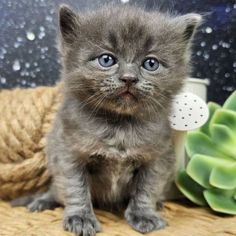 Blue solid male ragdoll