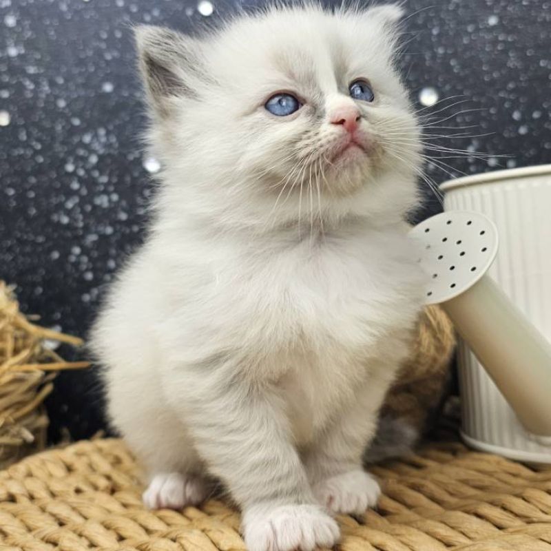 Blue Bicolour female ragdoll