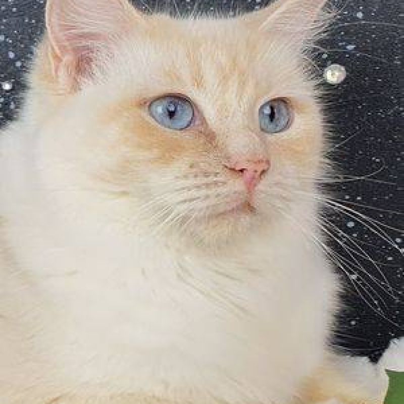 Cream Point female ragdoll