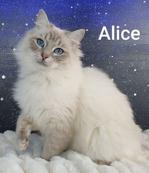 Alice