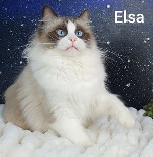 Elsa