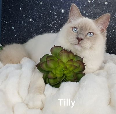 Tilly