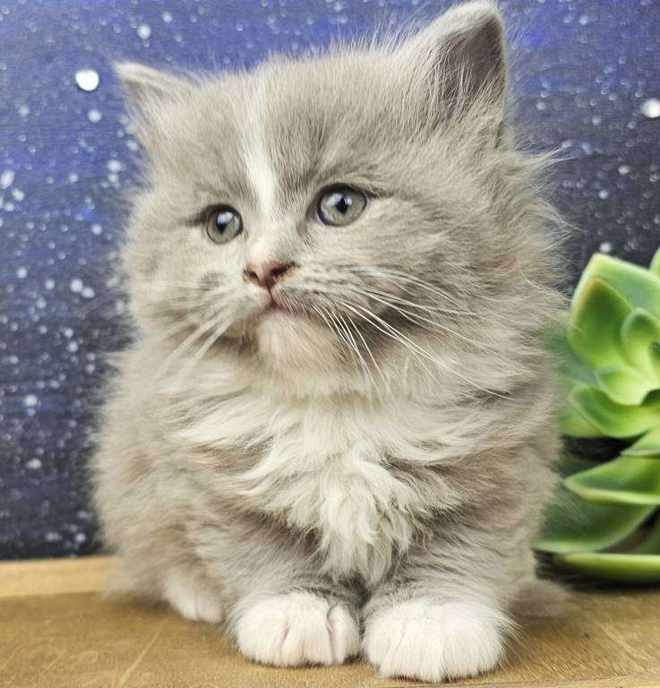 Meet Ellie (Lala)
