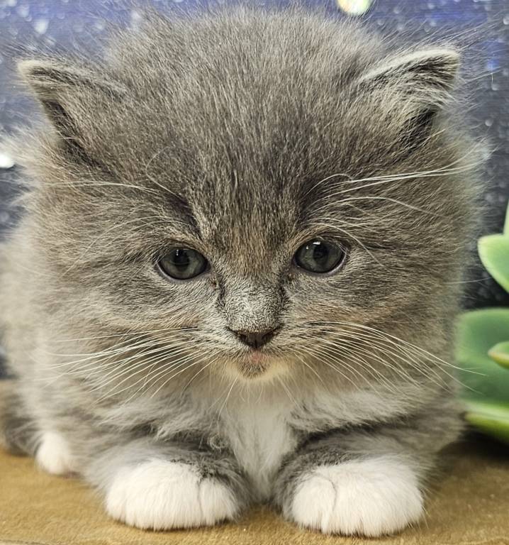 Meet Ava (Bluey)