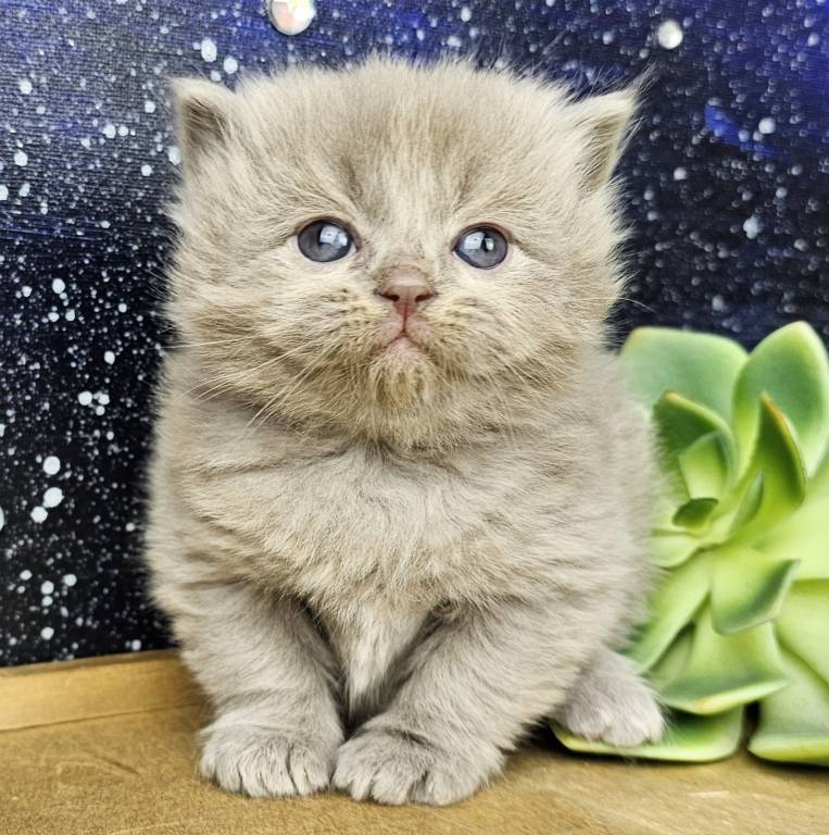 Cherubim Lilac Solid Ragdoll