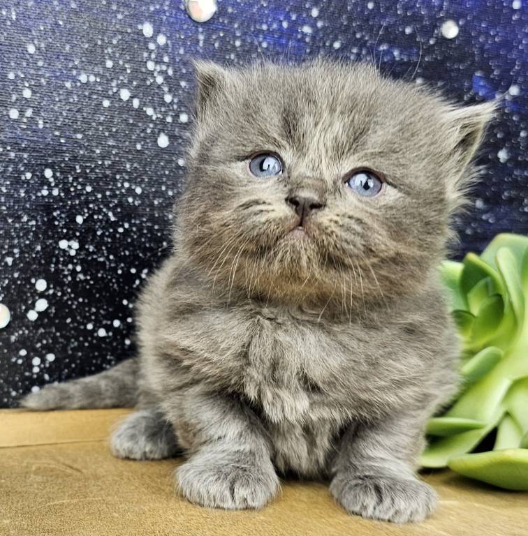 Cherubim Blue Solid Ragdoll