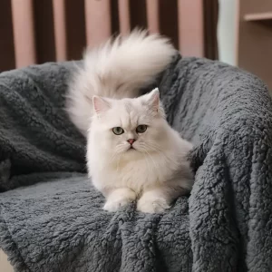 Machine washable fleece pet blankets for dogs and cats
