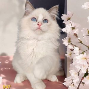 Blue Bicolour Ragdoll