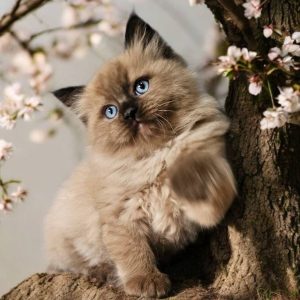 Fluffy Ragdoll kittens for sale in NSW at Mountain Hollow Ragdolls – home-raised and health-checked