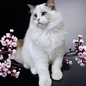 Fluffy Ragdoll kittens for sale in NSW at Mountain Hollow Ragdolls – home-raised and health-checked