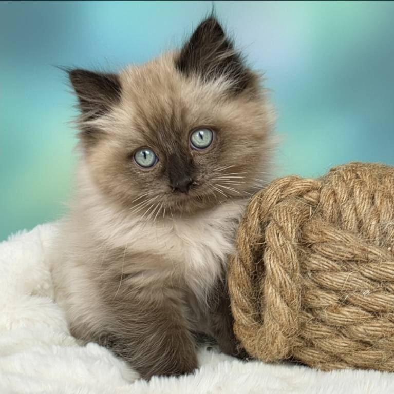 seal mink cherubim male ragdoll kitten