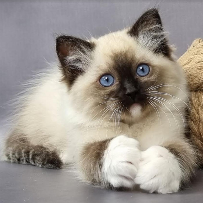 Registered Breeders Of Ragdoll Kittens Mountain Hollow Ragdolls